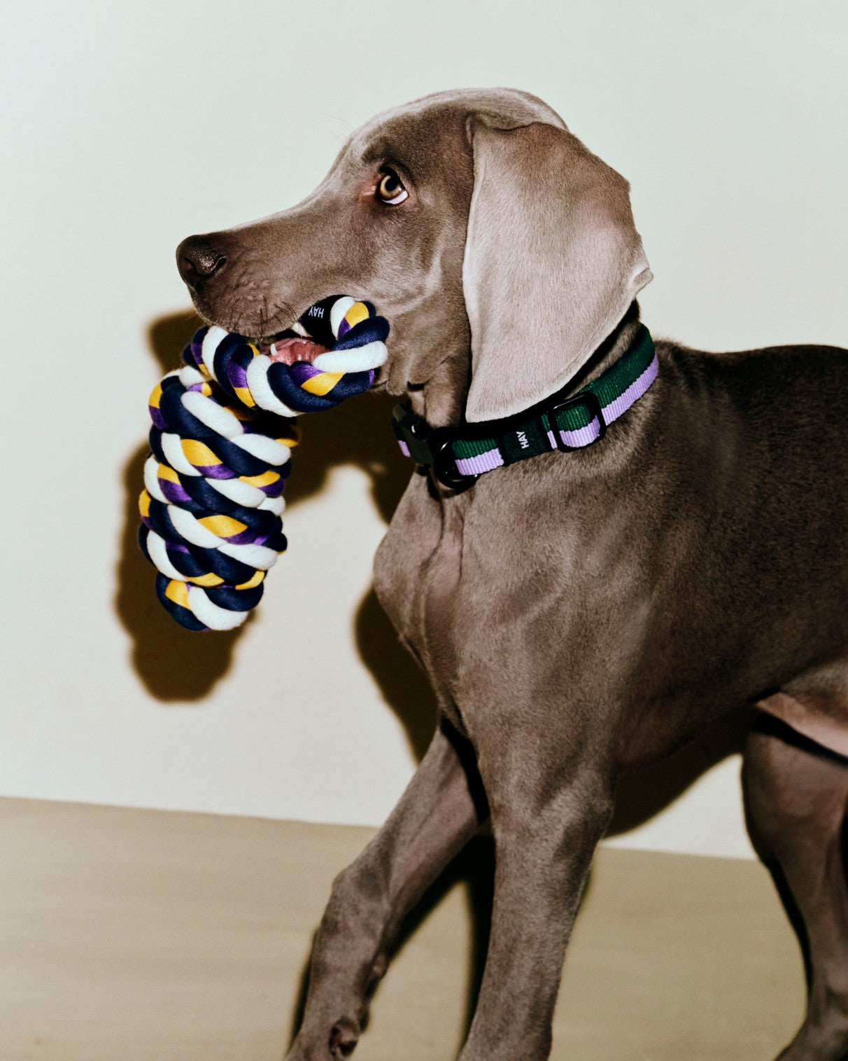Hay Dogs Rope Toy