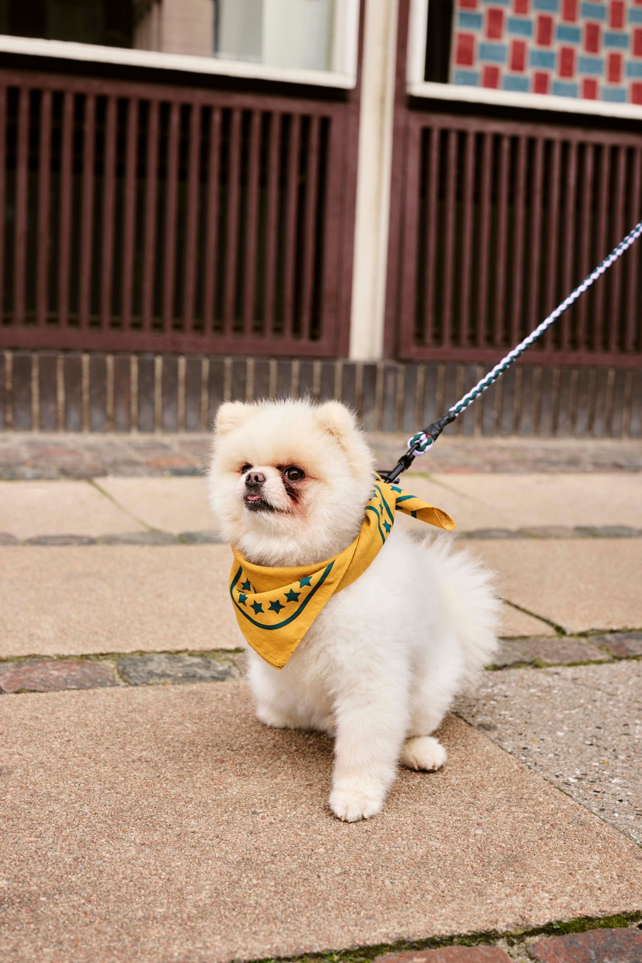 Hay Dogs Scarf