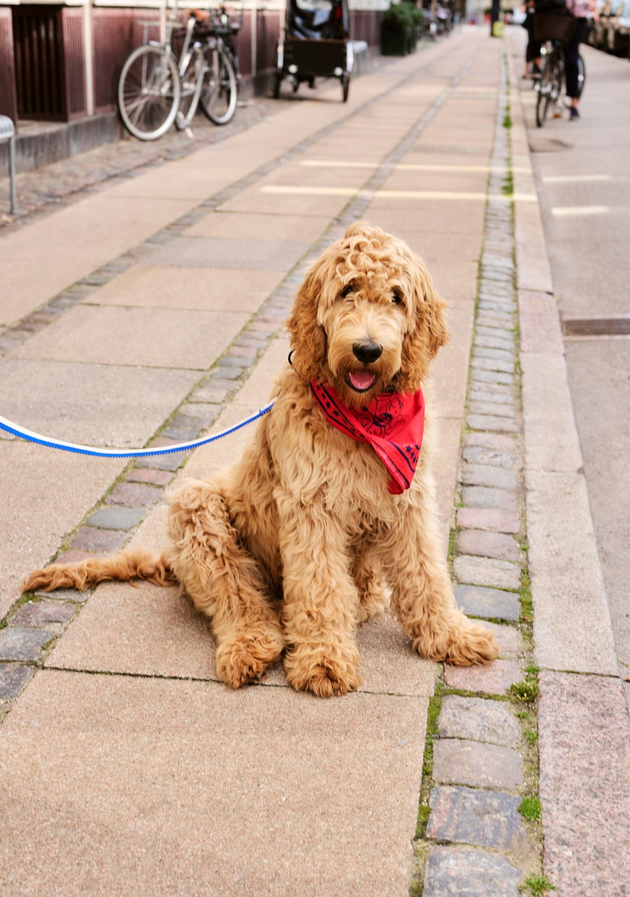 Hay Dogs Scarf